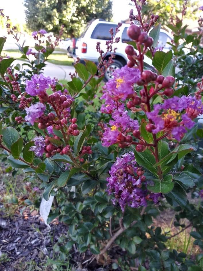 3901 Ringdove Way #NA - Photo 6 of 41