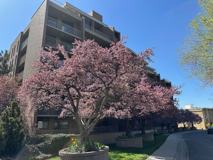 245 N Vine St #901 - Photo 1 of 1