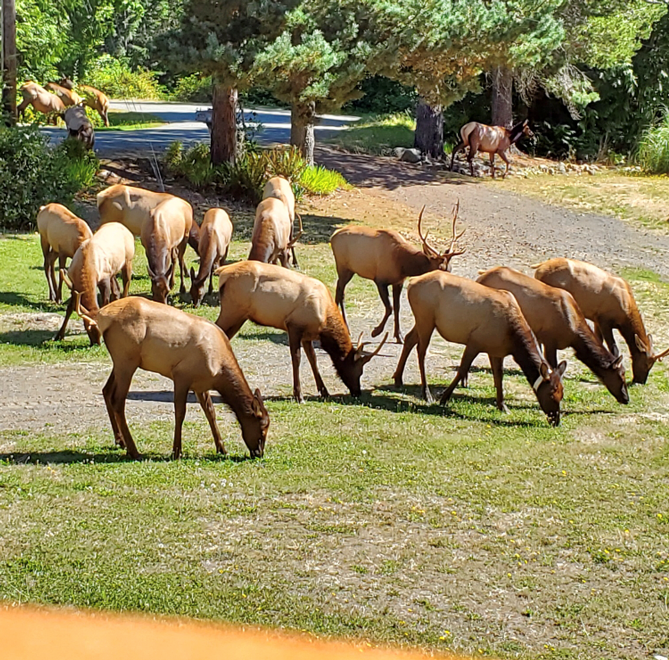 511 Forest Dr - Photo 2 of 32