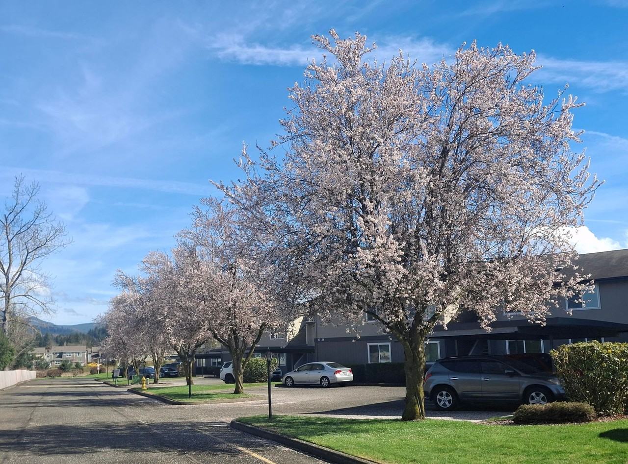 Watson Place - Photo 6 of 11