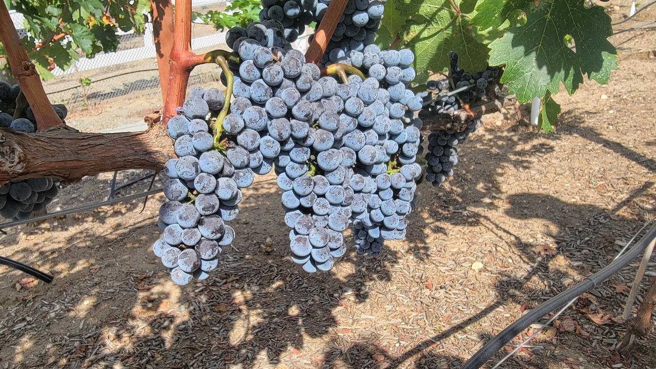 23903 Trail Duster Ct #NA - Photo 2 of 24