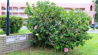 2457 Ecuadorian Way #85 - Photo 1 of 1