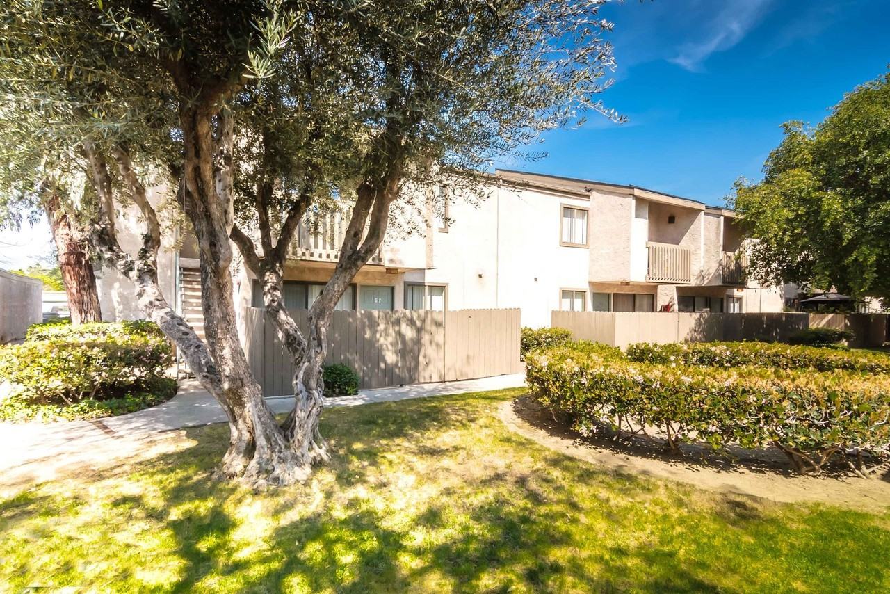 Spring Tree - Photo 5 of 49