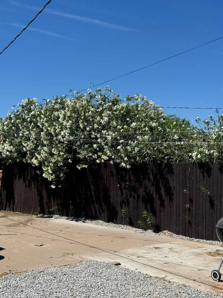 1416 E Granada Rd #NA - Photo 3 of 31