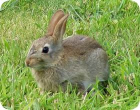 2468 Fawn Run #1 - Photo 3 of 17