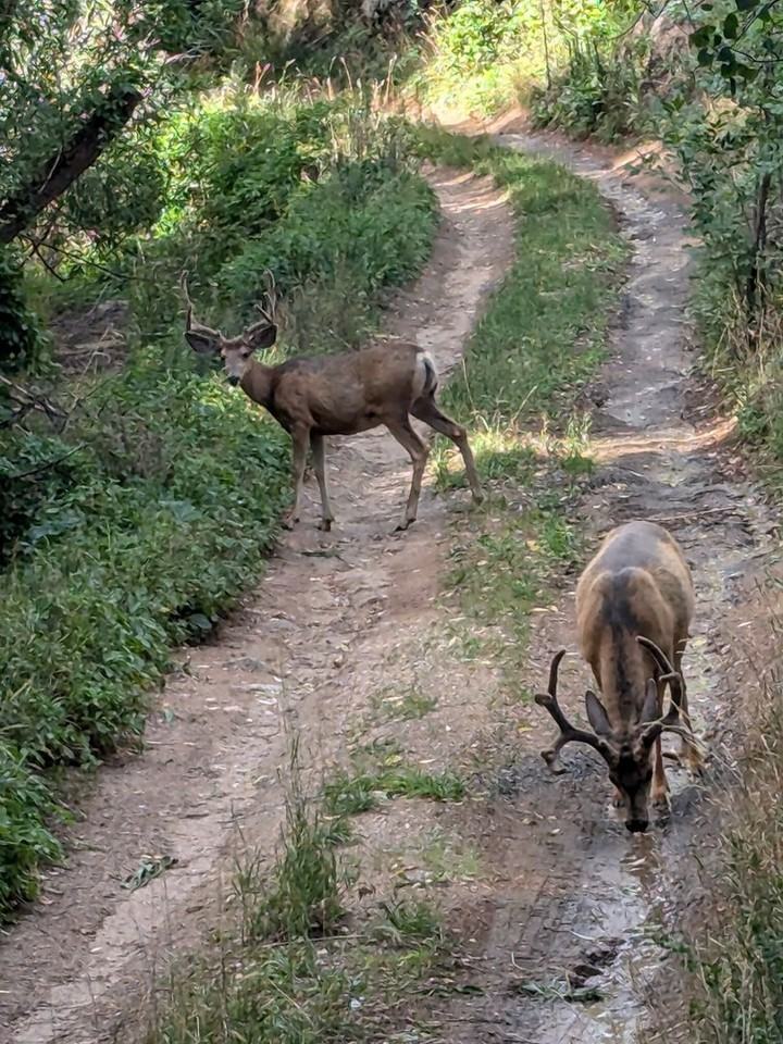 724 Fourmile Canyon Drive - Photo 3 of 50