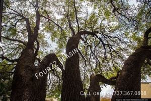 featured image of 10507 Mellow Mdws #72982