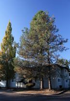 Country Pines - Photo 1 of 1