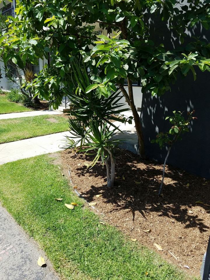 Glendale Terrace Apartments - Photo 4 of 7