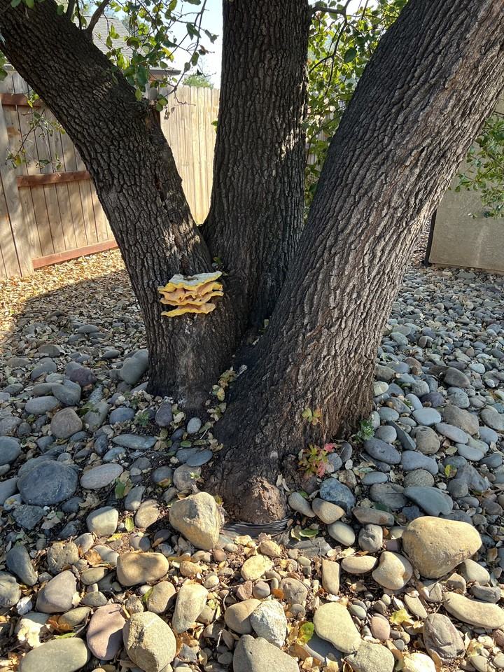 4273 Paulson Ln - Photo 6 of 47