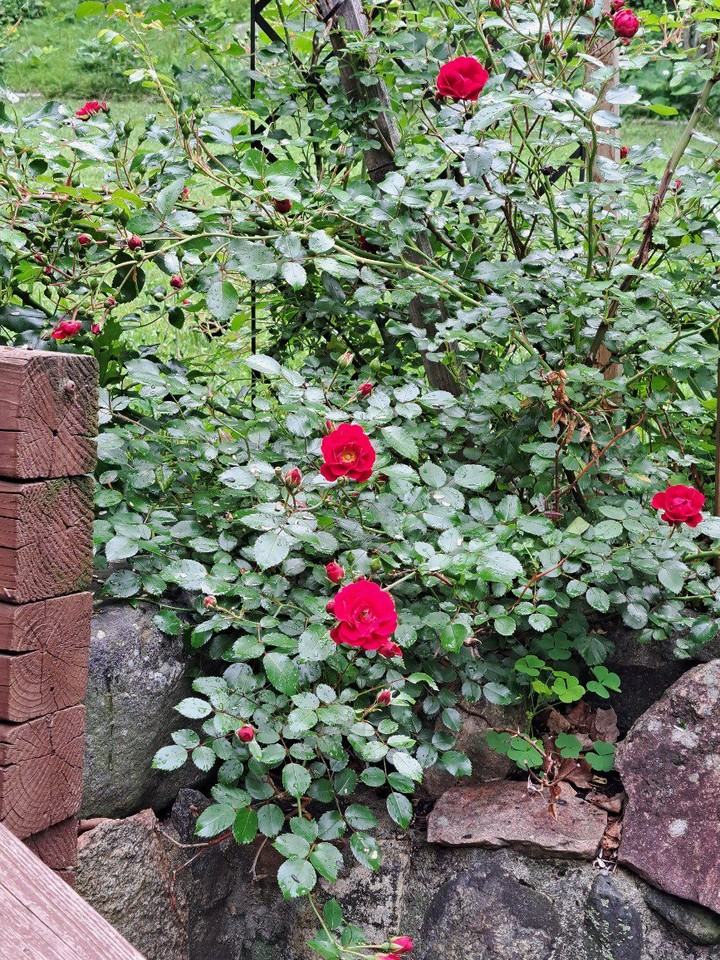 1401 Townline Road - Photo 3 of 20