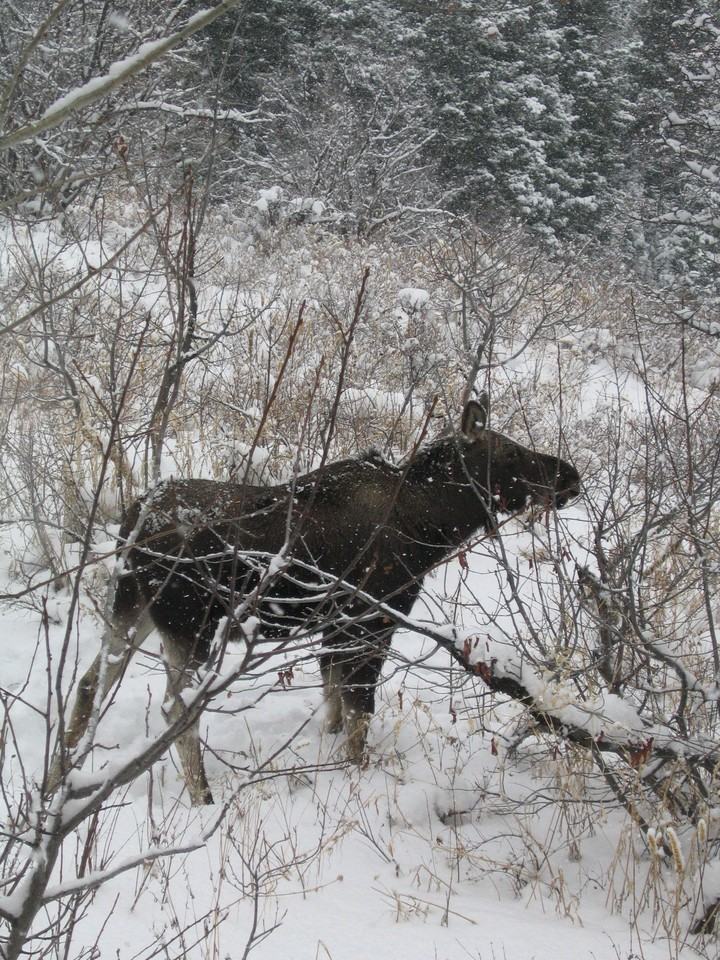 45 Innsbruck Strasse - Photo 3 of 30