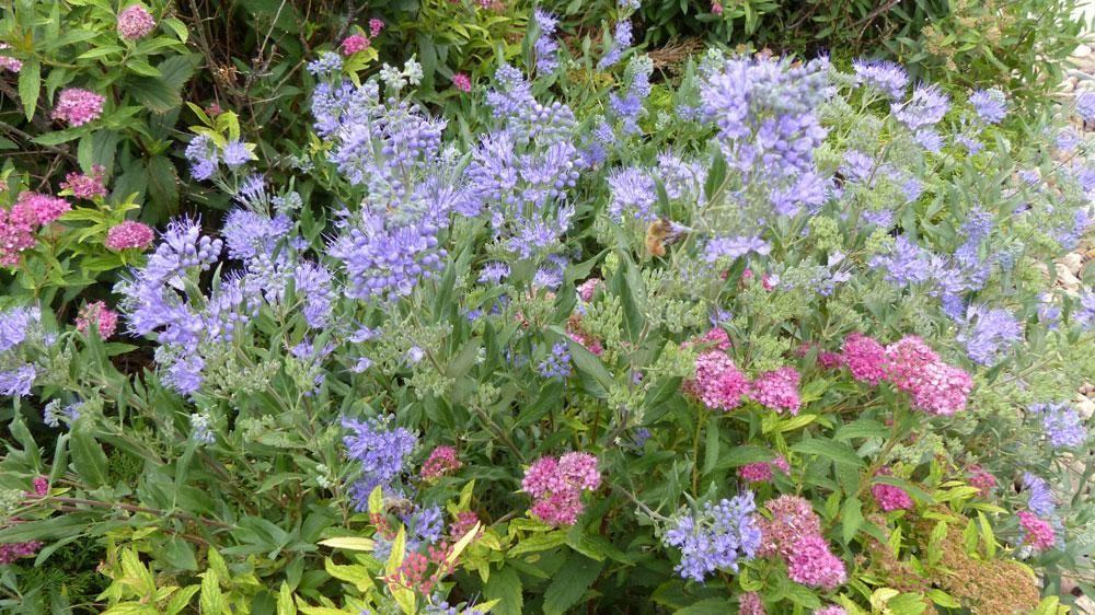 9783 Pyramid Ct - Photo 7 of 12