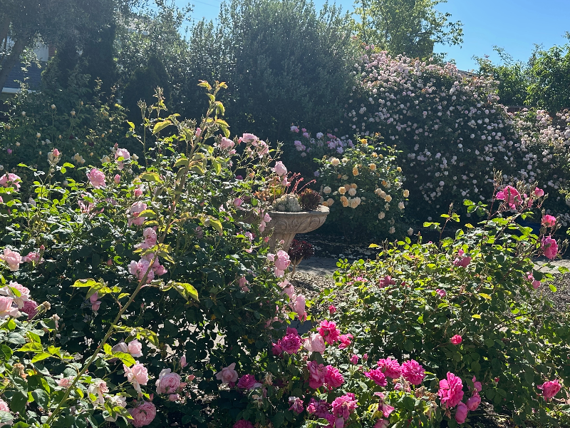 1833 El Camino Way - Photo 3 of 20