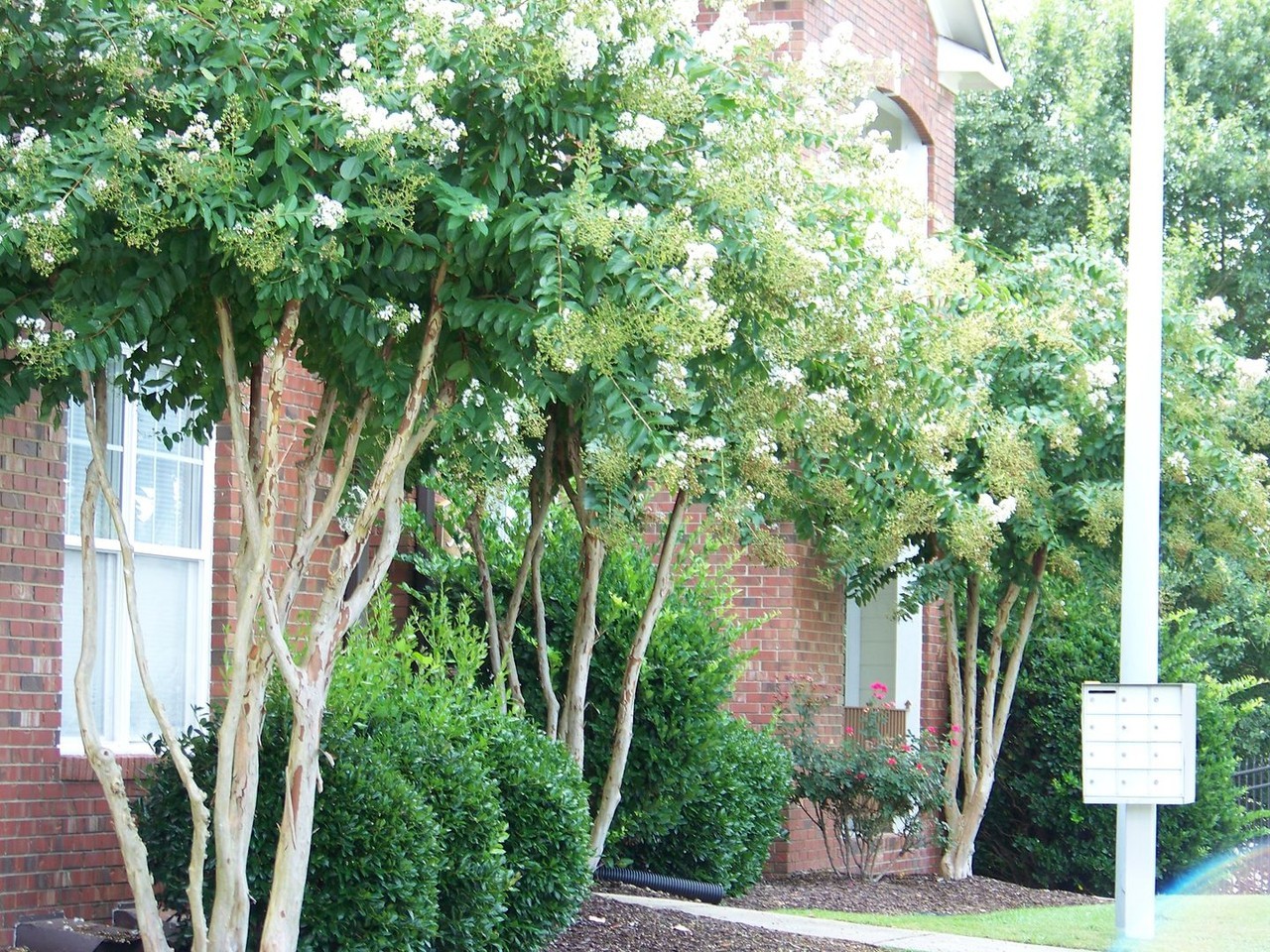 513 Meadowland Ct - Photo 3 of 44