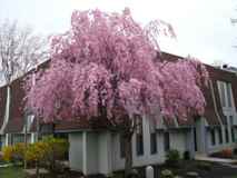 The Village at Laurel Creek - Photo 1 of 1