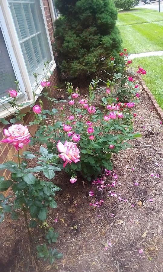 2819 Chelsea Court - Photo 3 of 10