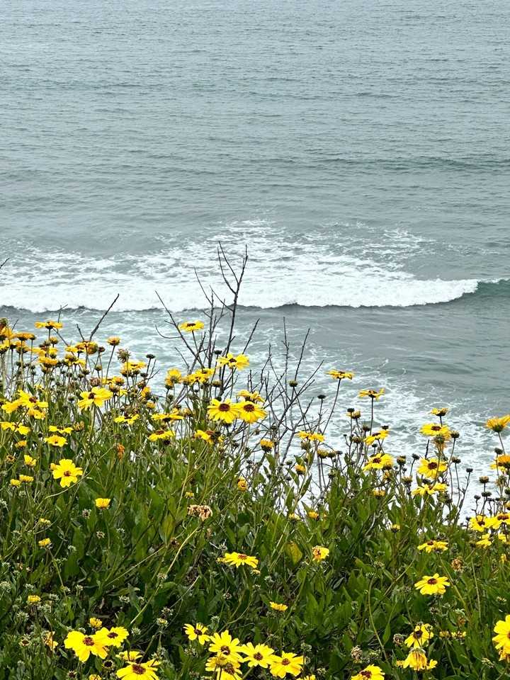 Los Arboles Apartments - Photo 7 of 32