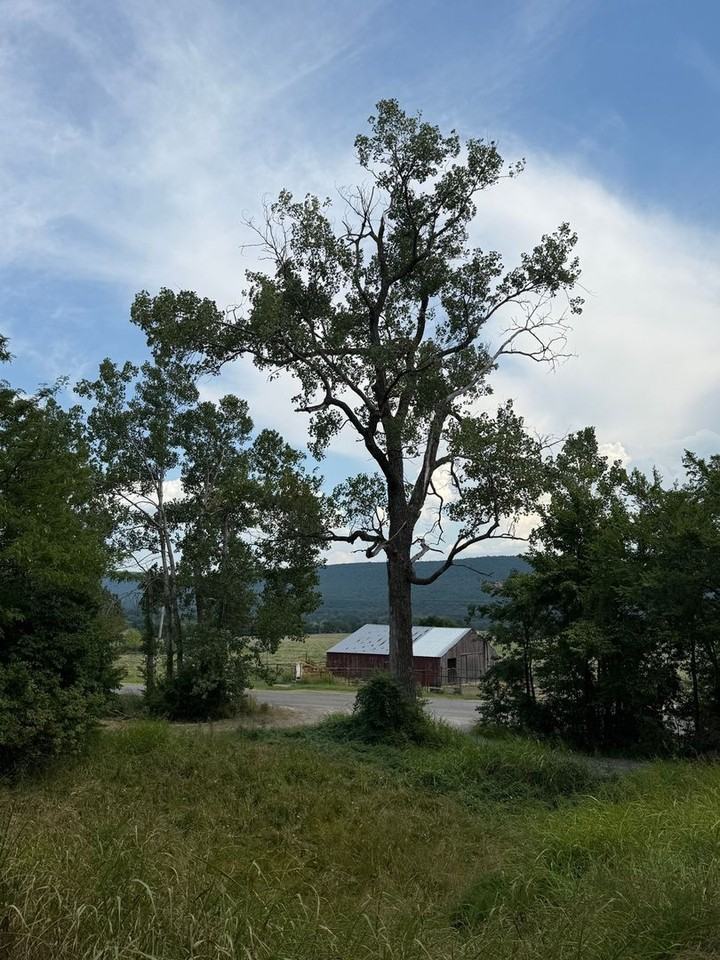 3192 Old Savage Hwy - Photo 5 of 24