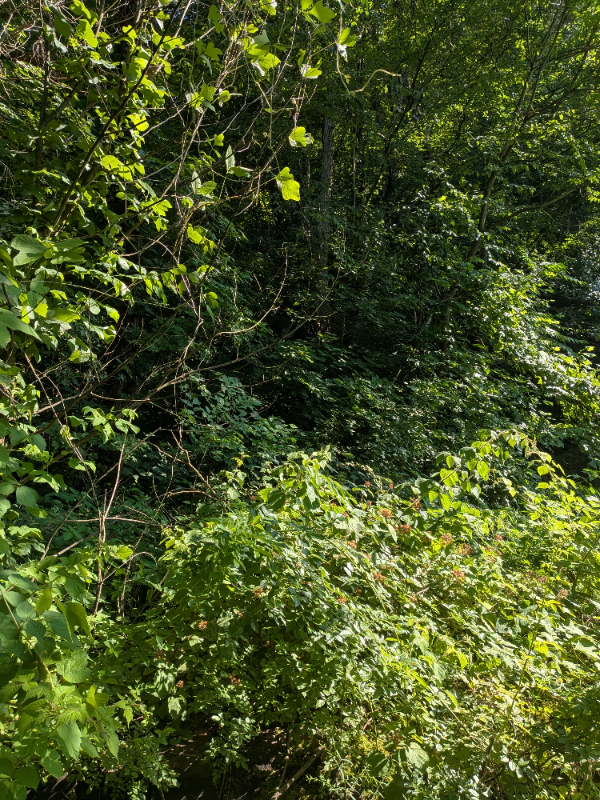 229 Hillcrest Dr - Photo 3 of 14