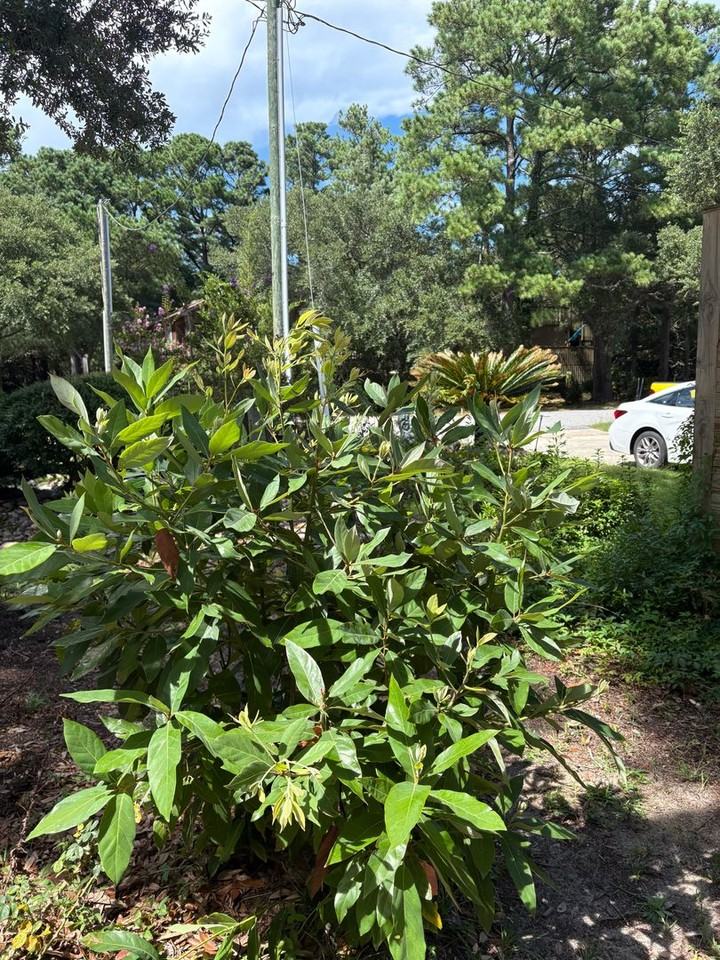 1005 Indian Dr - Photo 7 of 37