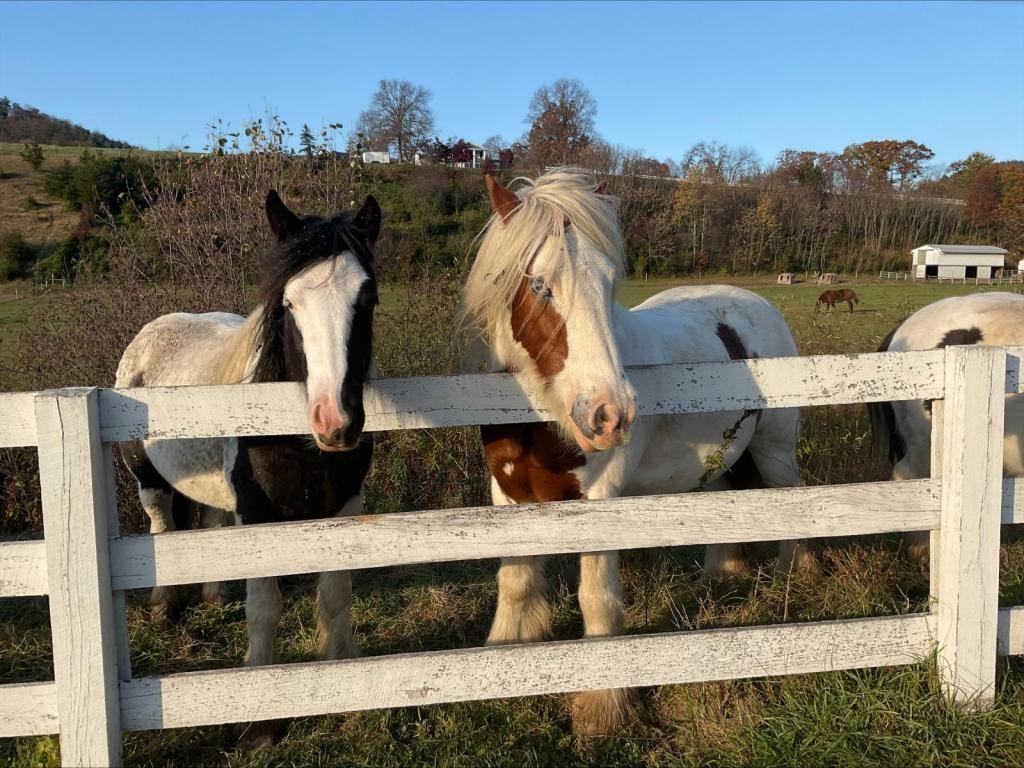 1310 Briar Manor Road - Photo 3 of 17