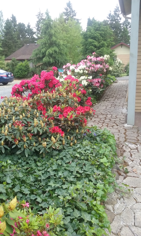 12323 A Street South #2B - Photo 5 of 14