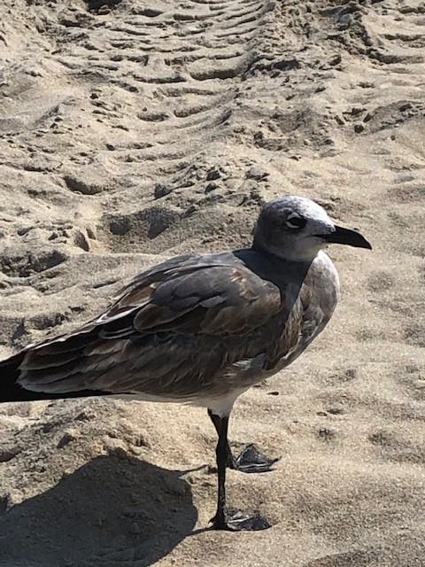 11400 Coastal Hwy - Photo 5 of 6