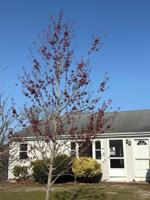 featured image of 4 Summer St