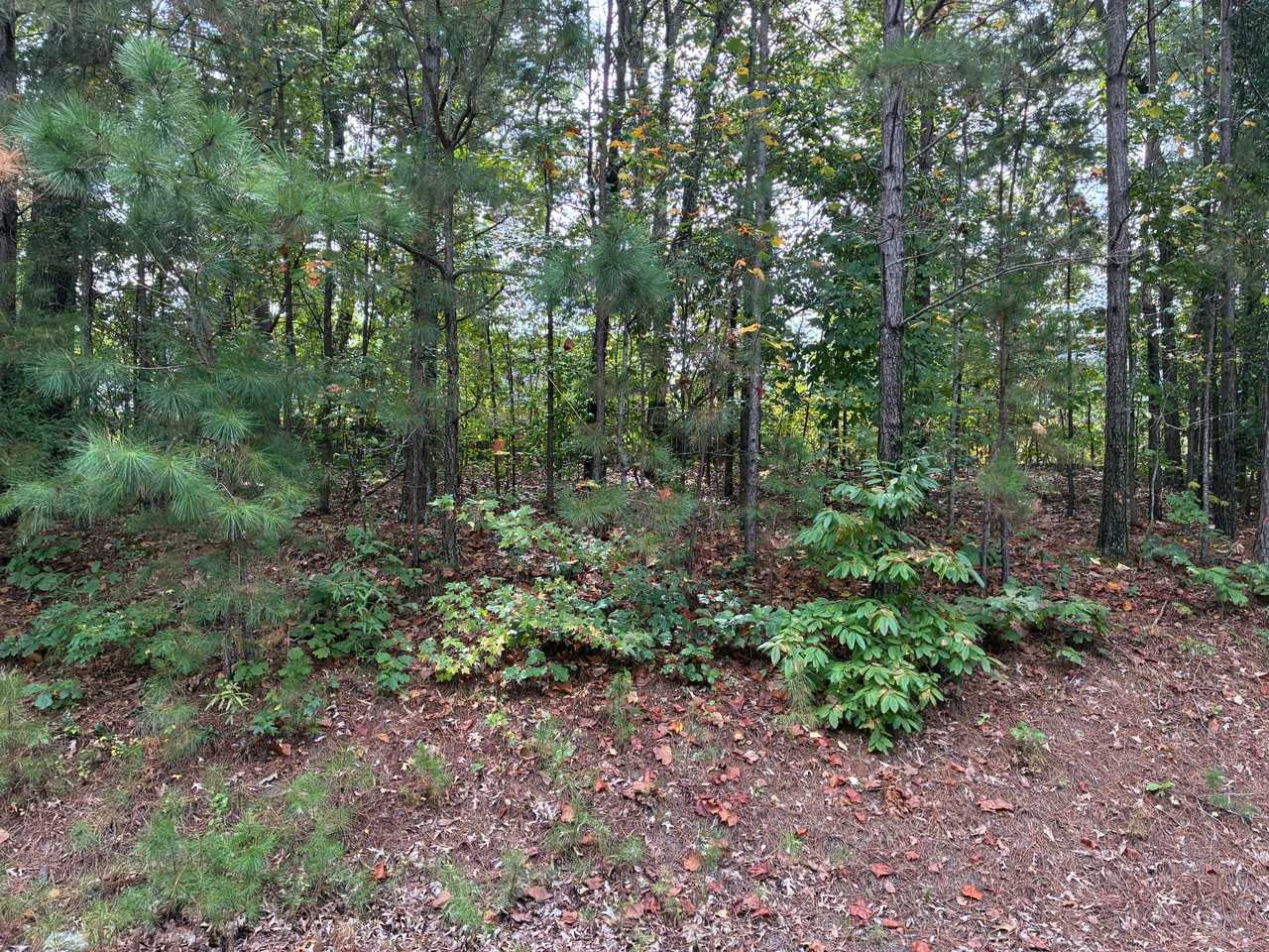 4202 Chatham Ridge Dr - Photo 6 of 25