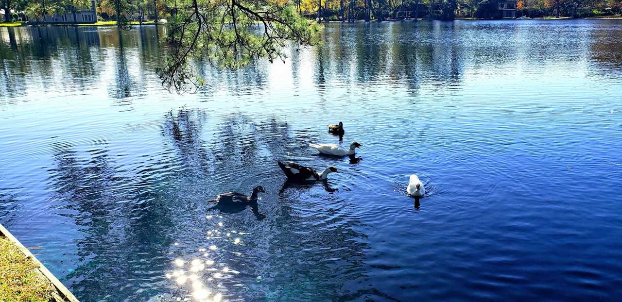 13203 Holston Hills Drive #NA - Photo 3 of 19