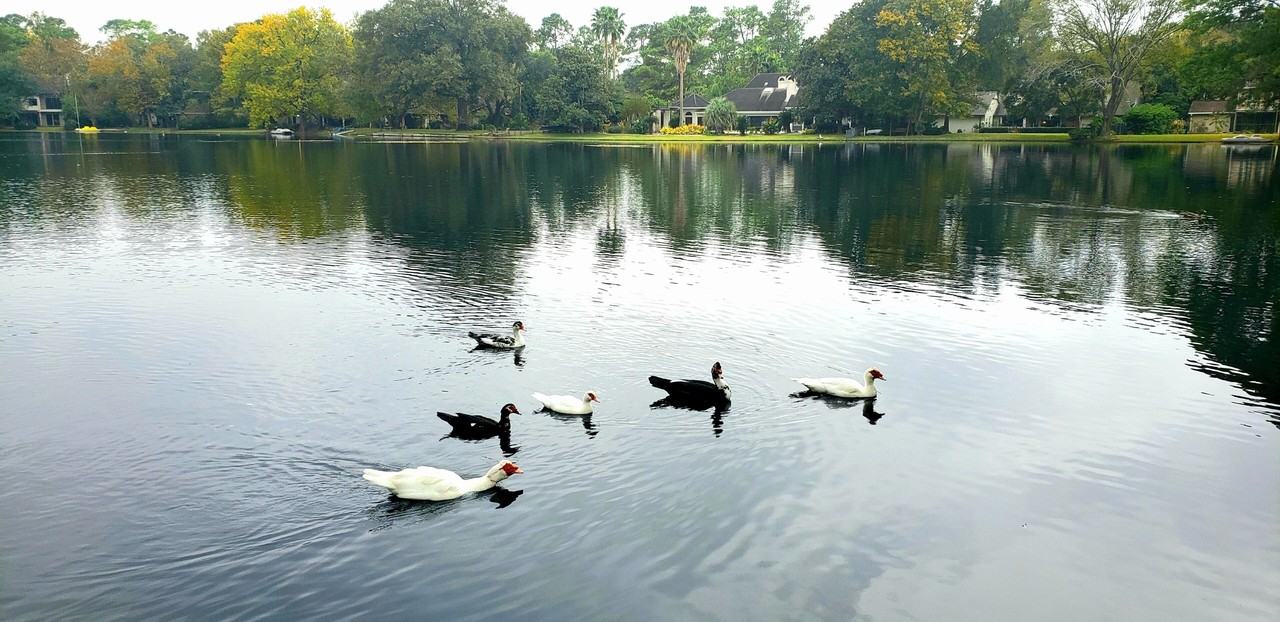 13203 Holston Hills Drive #NA - Photo 5 of 19