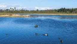 Burnlake Dr & Piper Ave