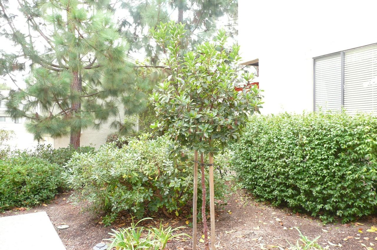 8437 Via Mallorca #88 - Photo 3 of 19