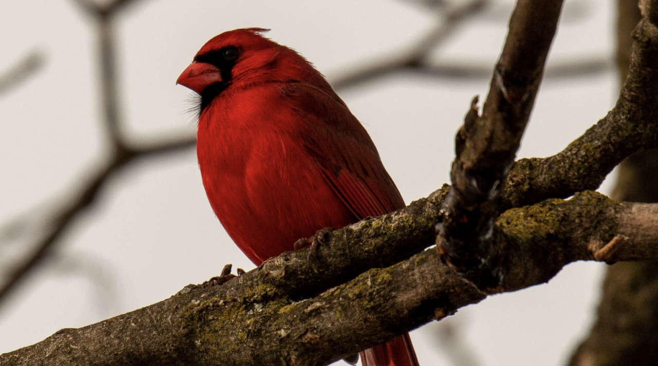 Palladium RedBird - Photo 3 of 14