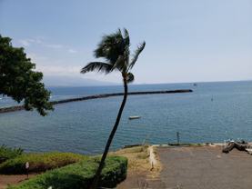 20 Hauoli St #311 - Photo 1 of 1