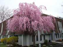 The Village at Laurel Creek - Photo 1 of 1