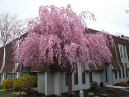 featured image of 1990 Laurel Rd