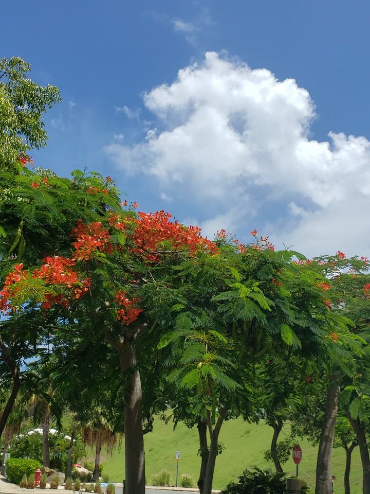 402 Ocean Club At 7 Seas #402 - Photo 6 of 8