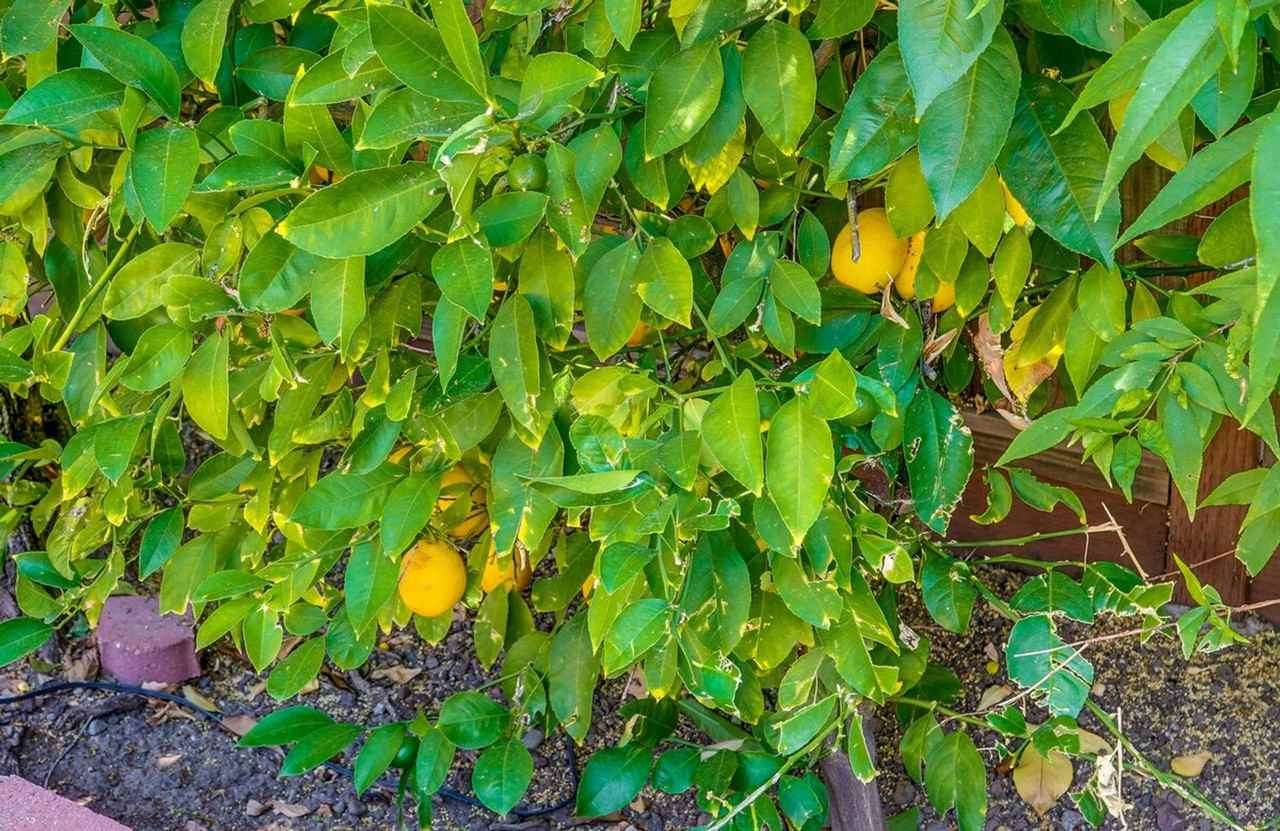 6402 Tamalpais Ave #1308905P - Photo 6 of 50