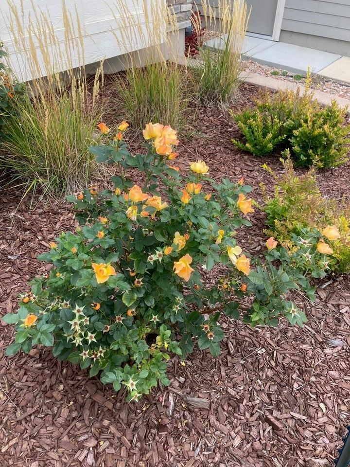 2332 Pelican Bay Drive - Photo 2 of 26