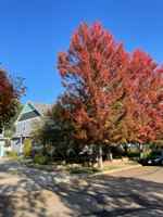 featured image of 1178 St John St