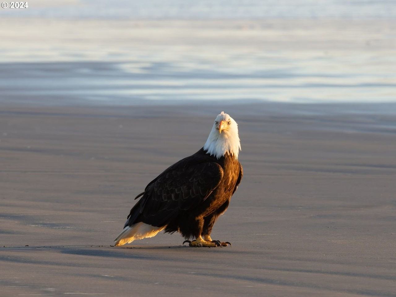 849 1st Ave - Photo 3 of 40