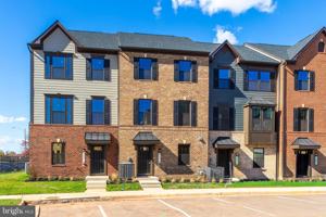 featured image of 4593 DANDELION Loop