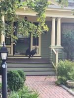 featured image of 9 Woodland Ave