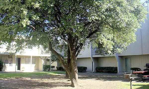 3423 Forest Ln #C1 - Photo 6 of 8