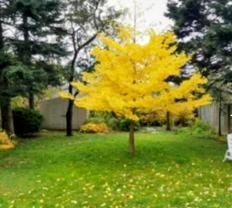 Hallmark Avenue - Photo 1 of 1