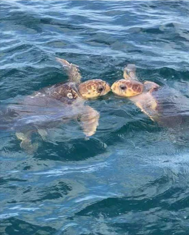 4565 South Atlantic Avenue #5611