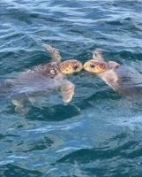 featured image of 4565 South Atlantic Avenue #5611