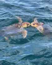 4565 S Atlantic Ave #5611 - Photo 1 of 1